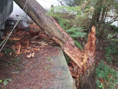 the broken tree that caused a downed power line for our customer